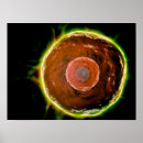 Suche nach immunsystem poster Wissenschaft