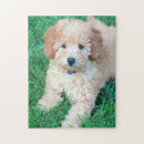 Suche nach goldendoodle puzzle Welpe
