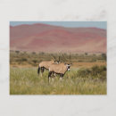 Suche nach oryx postkarten Tier