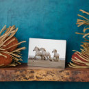 Suche nach laufen fotoplatten Wildpferd