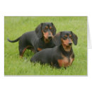 Suche nach dashund Hunde