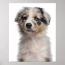 Suche nach tierkopf poster Hund
