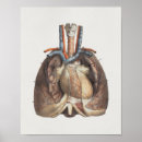 Suche nach brust medizin Anatomie
