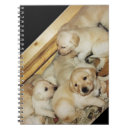 Suche nach labradorwelpe Jede person
