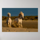 Suche nach zwei tiere poster Himmel