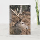 Suche nach geweihe karten Wapiti