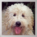 Suche nach labradoodles poster Haustiere