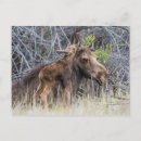 Suche nach niedliches kalb postkarten Wildtiere