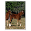 Suche nach thoroughbred postkarten Gruppe