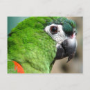Suche nach wilde papageien postkarten Vögel