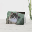 Suche nach sibirische katzen karten Tiere