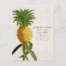 Suche nach vintage ananas postkarten Obst