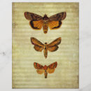 Suche nach motte bastel zubehör Käfer