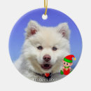 Suche nach samoyed ornamente Niedlich