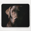 Suche nach hübscher labrador Haustier
