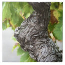 Suche nach weinrebe fliesen Weintrauben