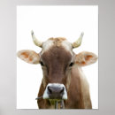 Suche nach rinder poster Kuh