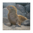 Suche nach galapagos fliesen Ecuador
