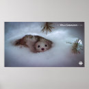 Suche nach dokumentarisch poster The wild canadian year