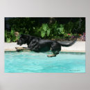 Suche nach deutscher schäferhund poster Wasser