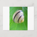 Suche nach schnecke muschel postkarten Jede person