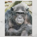 Suche nach nicht mein affe flyer Tier