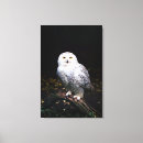 Suche nach eulen leinwandbilder Raubvogel