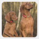 Suche nach vizsla hunde aufkleber Haustier