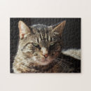 Suche nach katzenartig puzzle Tabby