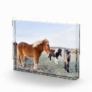 Suche nach pferd fototafeln Ranch