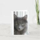 Suche nach graue katze karten Katzen