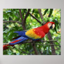 Suche nach scharlachrot macaw Honduras