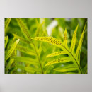 Suche nach tropische flora poster Grün