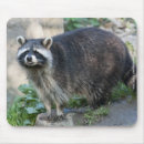 Suche nach waschbär mousepads Für alle