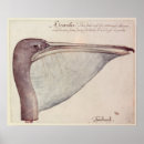 Suche nach schnabel poster Weiß