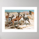 Suche nach gazelle poster Wildtiere
