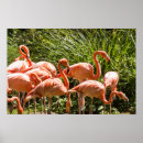 Suche nach rosa flamingos poster Jede person