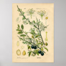 Suche nach prunus poster Botanisch