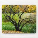 Suche nach birkenbaum mousepads Natur