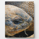 Suche nach schildkröten fotoplatten Jede person