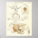 Suche nach vintage frösche poster Biologie