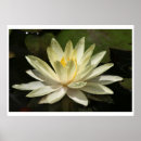 Suche nach lotus blüte poster Teich
