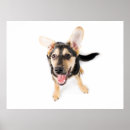 Suche nach hundewelpen poster Haustier