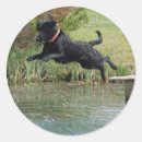 Suche nach labor aufkleber Hunde