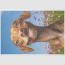 Suche nach lächelnder hund Jede person