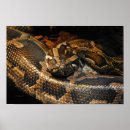 Suche nach pythonschlange poster Reptil