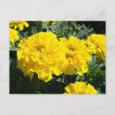 Suche nach marigold postkarten Natur