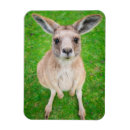 Suche nach känguru magnete Natur