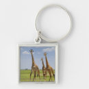 Suche nach giraffa camelopardalis Natur