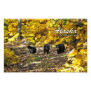 Suche nach wild lebende tiere poster Tragen